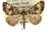  ( - 10ANIC-11830)  @15 [ ] CreativeCommons - Attribution (2010) CBG Photography Group Centre for Biodiversity Genomics
