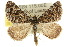 ( - 10ANIC-11842)  @15 [ ] CreativeCommons - Attribution (2010) CBG Photography Group Centre for Biodiversity Genomics