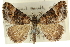  ( - 10ANIC-11863)  @11 [ ] CreativeCommons - Attribution (2010) CBG Photography Group Centre for Biodiversity Genomics