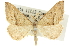  ( - 10ANIC-11874)  @11 [ ] CreativeCommons - Attribution (2010) CBG Photography Group Centre for Biodiversity Genomics