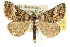  ( - 10ANIC-11877)  @13 [ ] CreativeCommons - Attribution (2010) CBG Photography Group Centre for Biodiversity Genomics