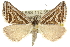  ( - 10ANIC-11883)  @15 [ ] CreativeCommons - Attribution (2010) CBG Photography Group Centre for Biodiversity Genomics