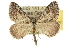  ( - 10ANIC-11890)  @14 [ ] CreativeCommons - Attribution (2010) CBG Photography Group Centre for Biodiversity Genomics