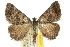  ( - 10ANIC-11899)  @12 [ ] CreativeCommons - Attribution (2010) CBG Photography Group Centre for Biodiversity Genomics
