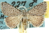  ( - 10ANIC-11916)  @11 [ ] CreativeCommons - Attribution (2010) CBG Photography Group Centre for Biodiversity Genomics