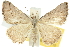  ( - 10ANIC-11918)  @15 [ ] CreativeCommons - Attribution (2010) CBG Photography Group Centre for Biodiversity Genomics