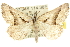  ( - 10ANIC-11937)  @15 [ ] CreativeCommons - Attribution (2010) CBG Photography Group Centre for Biodiversity Genomics
