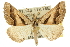  ( - 10ANIC-11940)  @15 [ ] CreativeCommons - Attribution (2010) CBG Photography Group Centre for Biodiversity Genomics