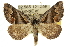  ( - 10ANIC-11944)  @15 [ ] CreativeCommons - Attribution (2010) CBG Photography Group Centre for Biodiversity Genomics