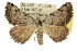 ( - 10ANIC-11946)  @15 [ ] CreativeCommons - Attribution (2010) CBG Photography Group Centre for Biodiversity Genomics
