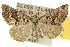  ( - 10ANIC-11959)  @14 [ ] CreativeCommons - Attribution (2010) CBG Photography Group Centre for Biodiversity Genomics