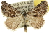  ( - 10ANIC-11970)  @15 [ ] CreativeCommons - Attribution (2010) CBG Photography Group Centre for Biodiversity Genomics