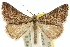  ( - 10ANIC-11988)  @15 [ ] CreativeCommons - Attribution (2010) CBG Photography Group Centre for Biodiversity Genomics