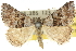  ( - 10ANIC-11990)  @11 [ ] CreativeCommons - Attribution (2010) CBG Photography Group Centre for Biodiversity Genomics