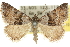  ( - 10ANIC-11991)  @11 [ ] CreativeCommons - Attribution (2010) CBG Photography Group Centre for Biodiversity Genomics