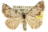  ( - 10ANIC-12057)  @15 [ ] CreativeCommons - Attribution (2010) CBG Photography Group Centre for Biodiversity Genomics
