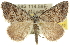  ( - 10ANIC-12063)  @15 [ ] CreativeCommons - Attribution (2010) CBG Photography Group Centre for Biodiversity Genomics