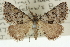  ( - 10ANIC-12066)  @11 [ ] CreativeCommons - Attribution (2010) CBG Photography Group Centre for Biodiversity Genomics