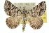  ( - 10ANIC-12070)  @14 [ ] CreativeCommons - Attribution (2010) CBG Photography Group Centre for Biodiversity Genomics