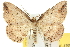  ( - 10ANIC-12095)  @11 [ ] CreativeCommons - Attribution (2010) CBG Photography Group Centre for Biodiversity Genomics