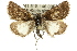  ( - 10ANIC-12138)  @14 [ ] CreativeCommons - Attribution (2010) CBG Photography Group Centre for Biodiversity Genomics