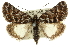  (Dirce lunaris - 10ANIC-12140)  @15 [ ] CreativeCommons - Attribution (2010) CBG Photography Group Centre for Biodiversity Genomics