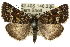  (Dirce oriplancta - 10ANIC-12142)  @15 [ ] CreativeCommons - Attribution (2010) CBG Photography Group Centre for Biodiversity Genomics