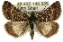  (Dirce lunaris - 10ANIC-12143)  @15 [ ] CreativeCommons - Attribution (2010) CBG Photography Group Centre for Biodiversity Genomics