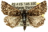  ( - 10ANIC-12144)  @14 [ ] CreativeCommons - Attribution (2010) CBG Photography Group Centre for Biodiversity Genomics