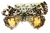  ( - 10ANIC-12151)  @13 [ ] CreativeCommons - Attribution (2010) CBG Photography Group Centre for Biodiversity Genomics