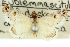  ( - 10ANIC-12159)  @11 [ ] CreativeCommons - Attribution (2010) CBG Photography Group Centre for Biodiversity Genomics