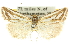  ( - 10ANIC-12162)  @15 [ ] CreativeCommons - Attribution (2010) CBG Photography Group Centre for Biodiversity Genomics