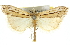  ( - 10ANIC-12181)  @15 [ ] CreativeCommons - Attribution (2010) CBG Photography Group Centre for Biodiversity Genomics