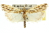  ( - 10ANIC-12185)  @15 [ ] CreativeCommons - Attribution (2010) CBG Photography Group Centre for Biodiversity Genomics