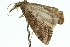  ( - 10ANIC-12189)  @12 [ ] CreativeCommons - Attribution (2010) CBG Photography Group Centre for Biodiversity Genomics