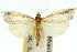  ( - 10ANIC-12217)  @11 [ ] CreativeCommons - Attribution (2010) CBG Photography Group Centre for Biodiversity Genomics