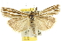  ( - 10ANIC-12232)  @15 [ ] CreativeCommons - Attribution (2010) CBG Photography Group Centre for Biodiversity Genomics