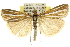  ( - 10ANIC-12239)  @15 [ ] CreativeCommons - Attribution (2010) CBG Photography Group Centre for Biodiversity Genomics