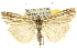  ( - 10ANIC-12241)  @15 [ ] CreativeCommons - Attribution (2010) CBG Photography Group Centre for Biodiversity Genomics