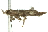  ( - 10ANIC-12258)  @12 [ ] CreativeCommons - Attribution (2010) CBG Photography Group Centre for Biodiversity Genomics