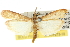  ( - 10ANIC-12269)  @14 [ ] CreativeCommons - Attribution (2010) CBG Photography Group Centre for Biodiversity Genomics