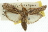  (Cactoblastis sp. ANIC1 - 10ANIC-12274)  @13 [ ] CreativeCommons - Attribution (2010) CBG Photography Group Centre for Biodiversity Genomics