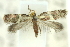  (Tasmantrix calliplaca - 10ANIC-12283)  @11 [ ] CreativeCommons - Attribution (2010) CBG Photography Group Centre for Biodiversity Genomics