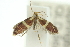  ( - 10ANIC-12285)  @11 [ ] CreativeCommons - Attribution (2010) CBG Photography Group Centre for Biodiversity Genomics