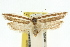  ( - 10ANIC-12298)  @11 [ ] CreativeCommons - Attribution (2010) CBG Photography Group Centre for Biodiversity Genomics