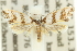  ( - 10ANIC-12325)  @14 [ ] CreativeCommons - Attribution (2010) CBG Photography Group Centre for Biodiversity Genomics