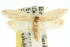  ( - 10ANIC-12329)  @15 [ ] CreativeCommons - Attribution (2010) CBG Photography Group Centre for Biodiversity Genomics