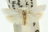  ( - 10ANIC-12335)  @13 [ ] CreativeCommons - Attribution (2010) CBG Photography Group Centre for Biodiversity Genomics