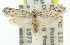  ( - 11ANIC-00330)  @11 [ ] CreativeCommons - Attribution (2011) ANIC/CBG Photography Group Centre for Biodiversity Genomics