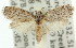  ( - 11ANIC-00333)  @13 [ ] CreativeCommons - Attribution (2011) ANIC/CBG Photography Group Centre for Biodiversity Genomics